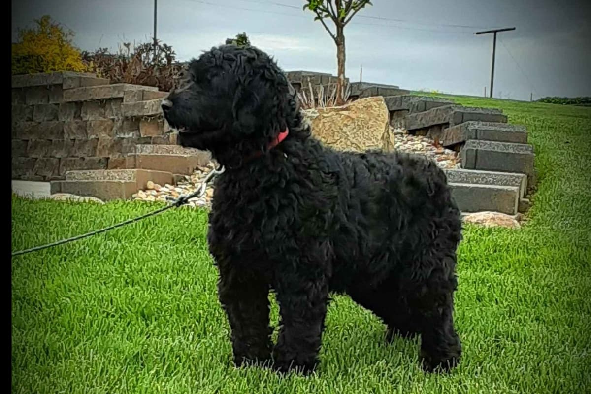 Portuguese Water Dog Puppies breeder image 1