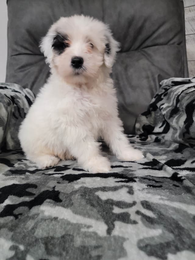 Portuguese Water Dog Puppies media 2
