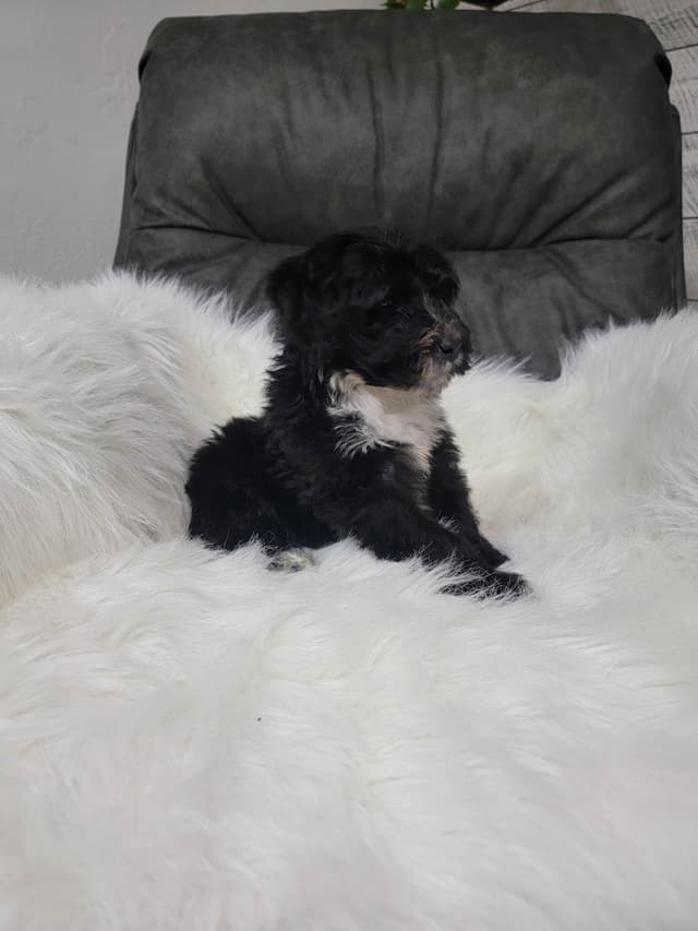 Portuguese Water Dog Puppies media 3