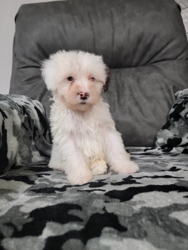 Portuguese Water Dog Puppies media 4