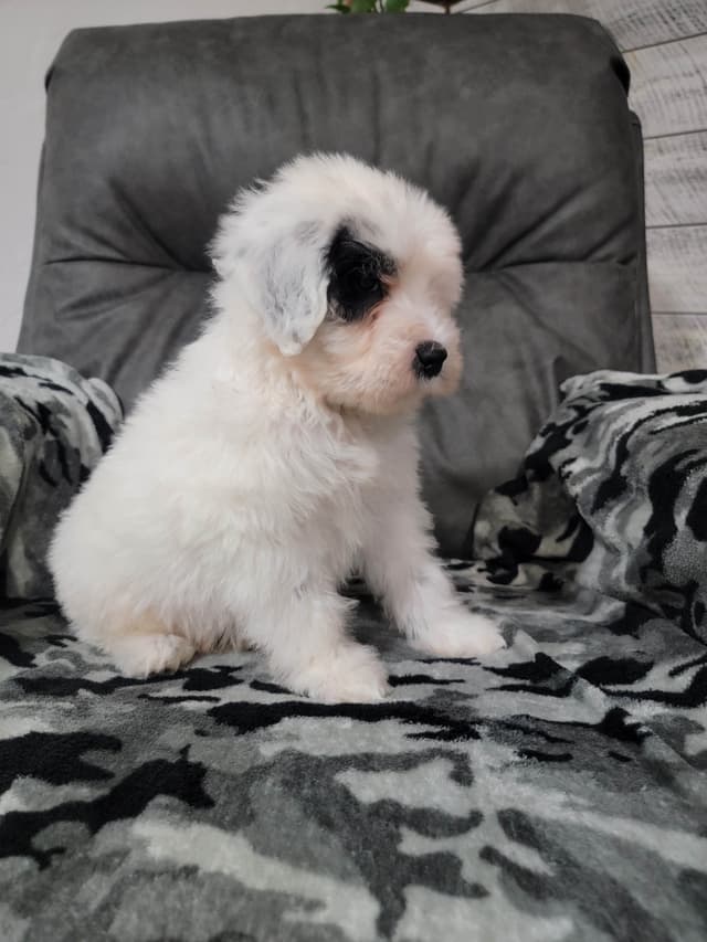 Portuguese Water Dog Puppies media 5