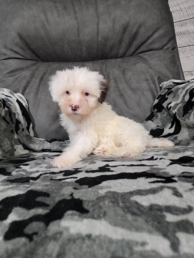 Portuguese Water Dog Puppies media 6