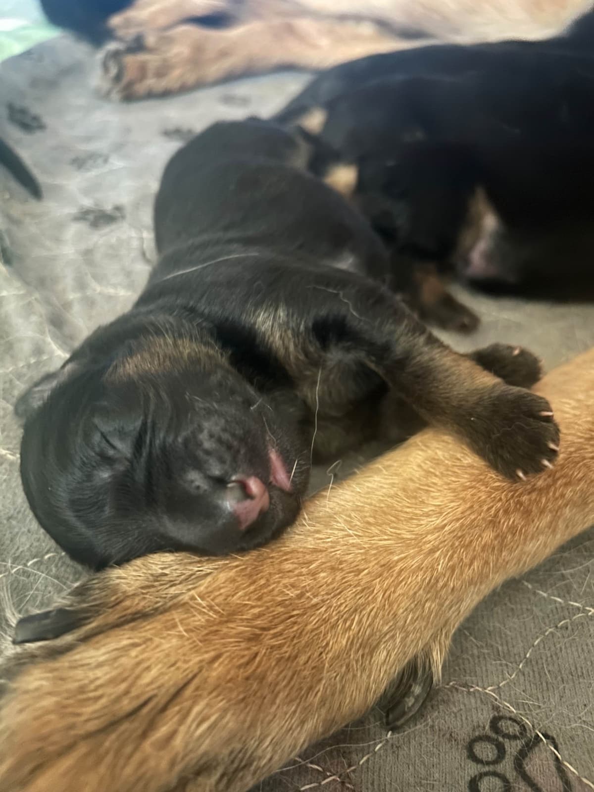 German Shepherd Dog Puppies breeder image 1