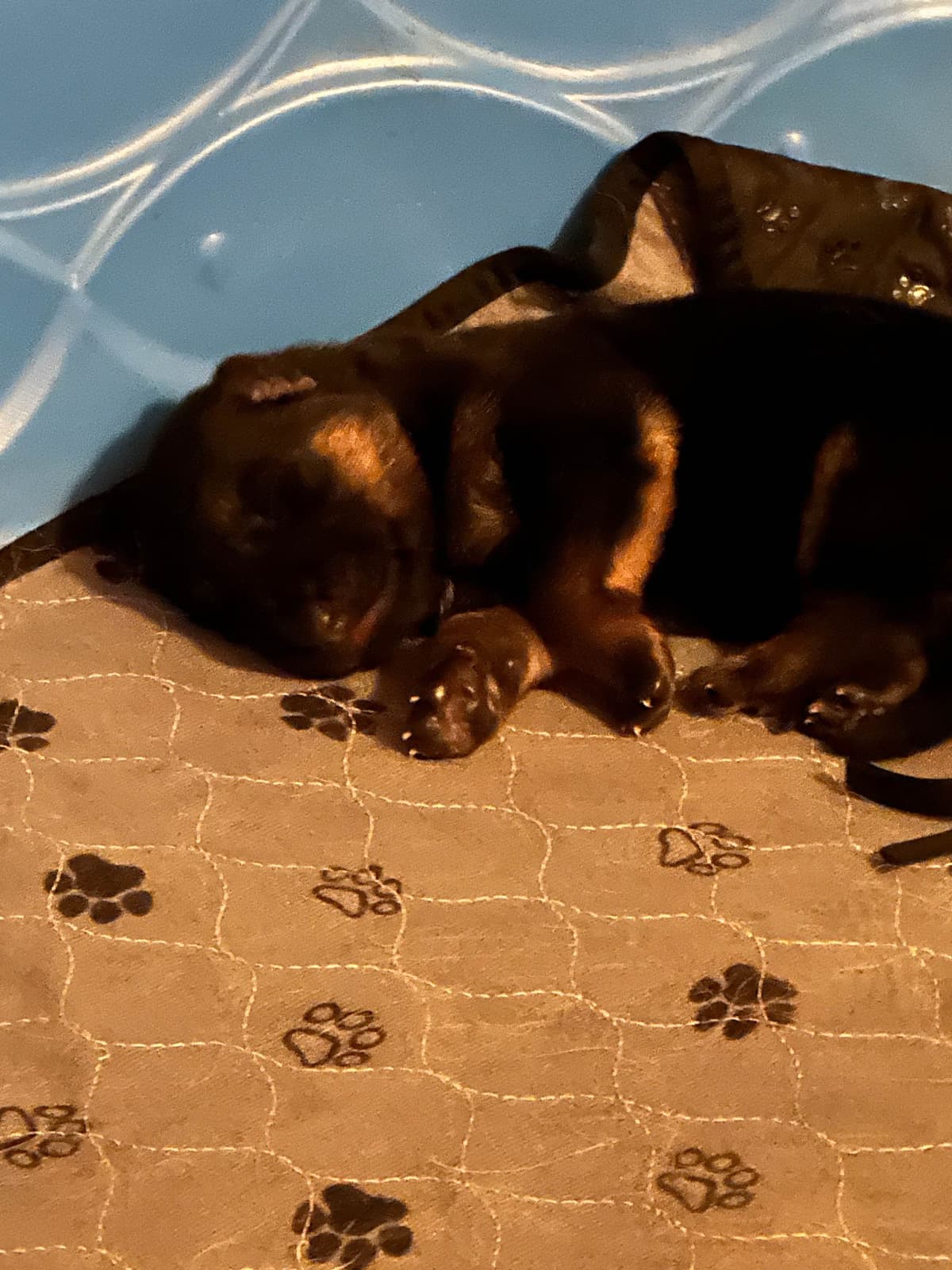 German Shepherd Dog Puppies breeder image 2