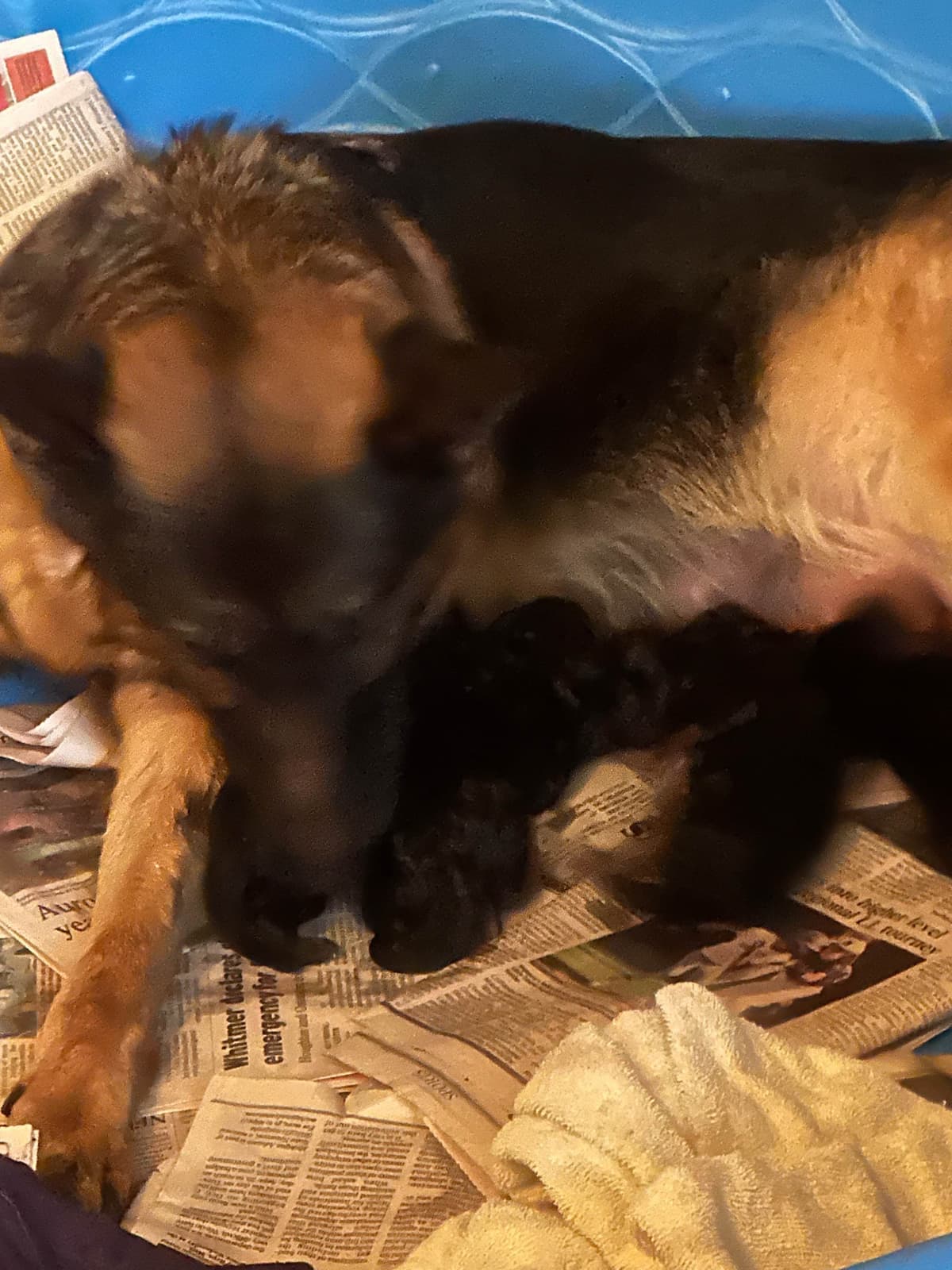 German Shepherd Dog Puppies breeder image 3