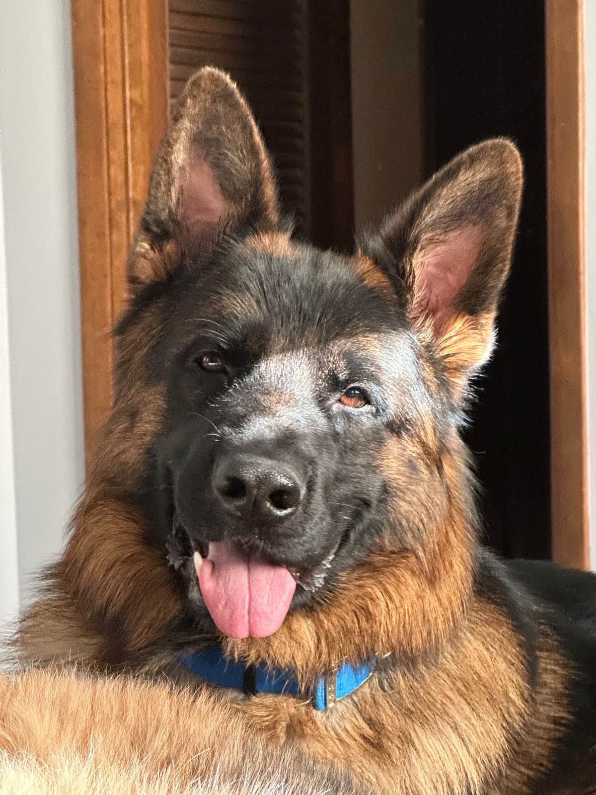 German Shepherd Dog Puppies breeder image 6