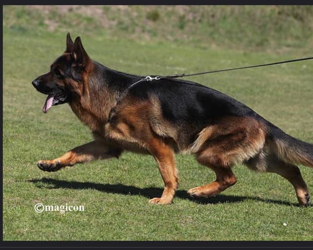 German Shepherd Dog Puppies media 2