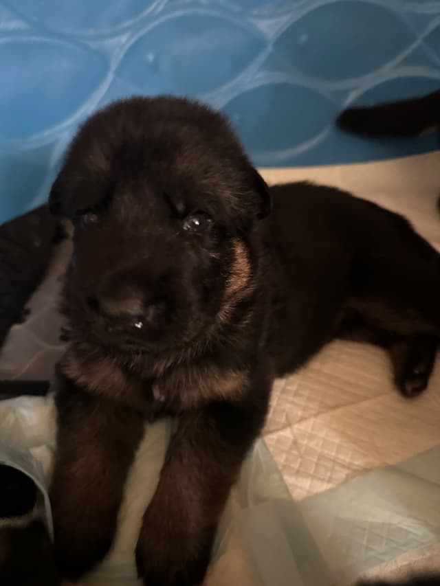 German Shepherd Dog Puppies media 3