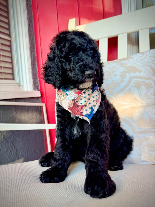 Standard Poodle Puppies media 2