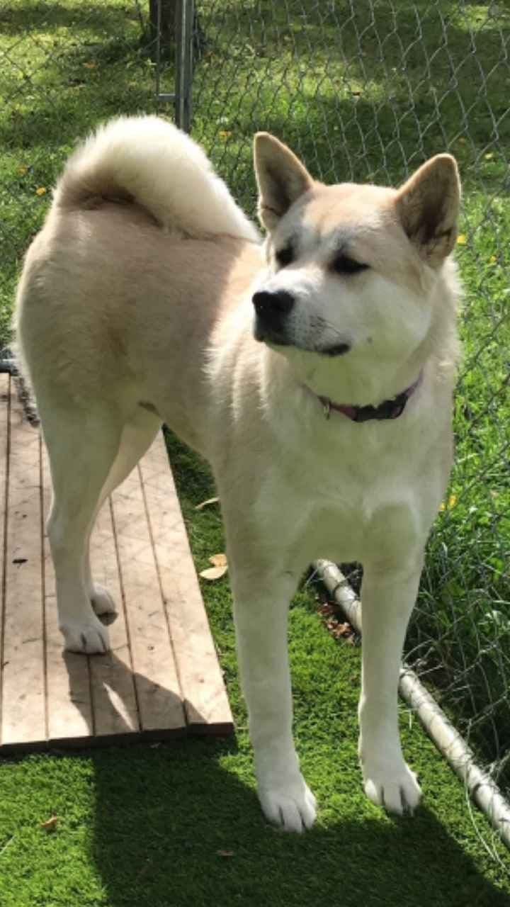 Akita Puppies born 5-10-26 read to go home now breeder image 4