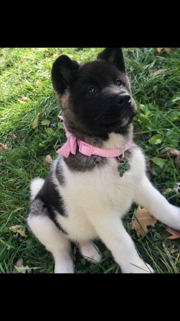 Akita Puppies born 5-10-26 read to go home now breeder image 3