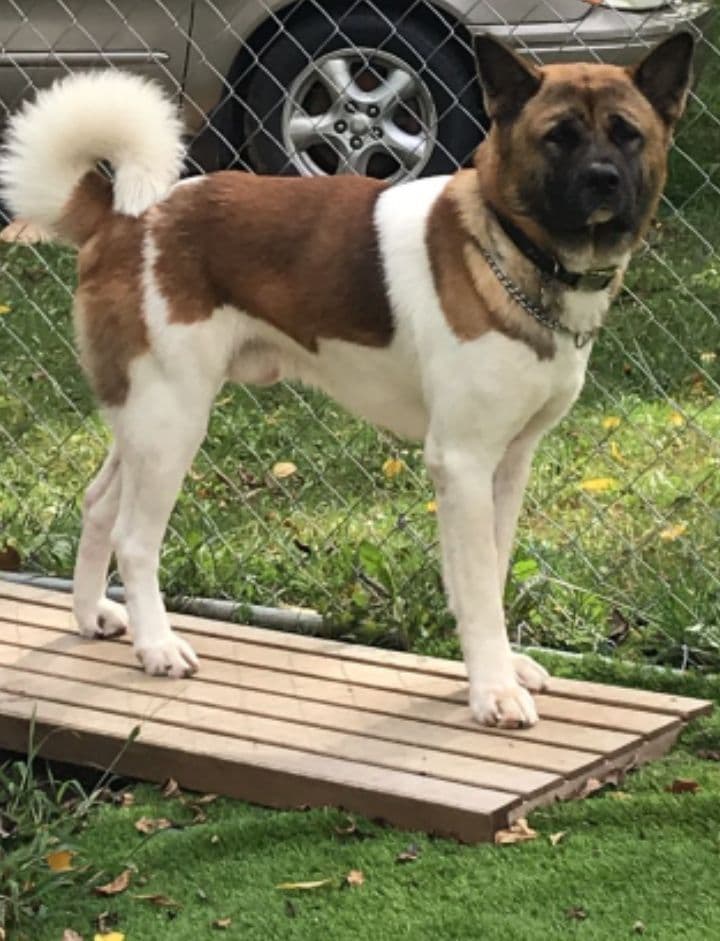 Akita Puppies born 5-10-26 read to go home now breeder image 2