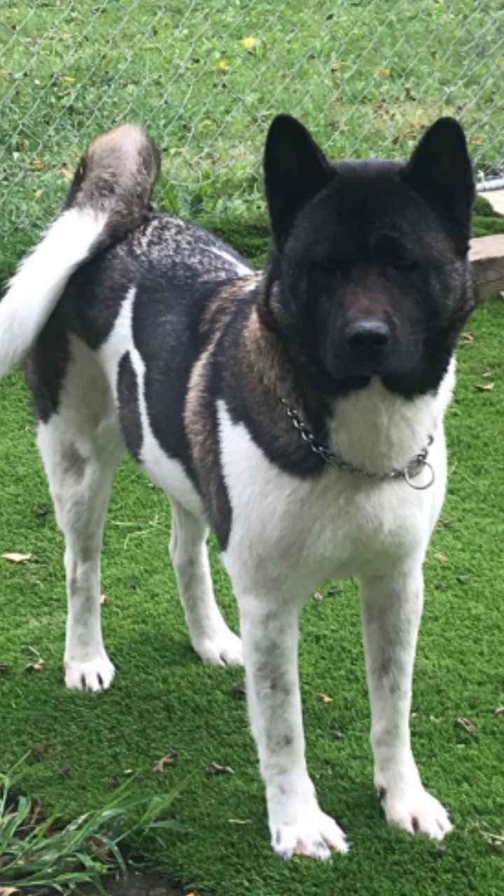 Akita Puppies born 5-10-26 read to go home now breeder image 6