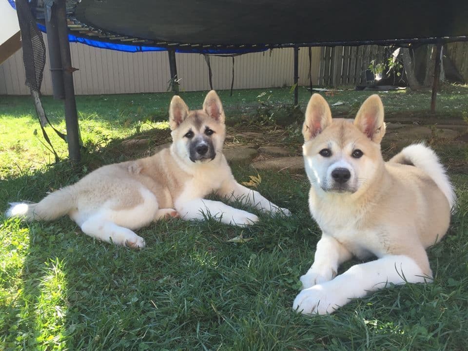 Akita Puppies born 5-10-26 read to go home now breeder image 7