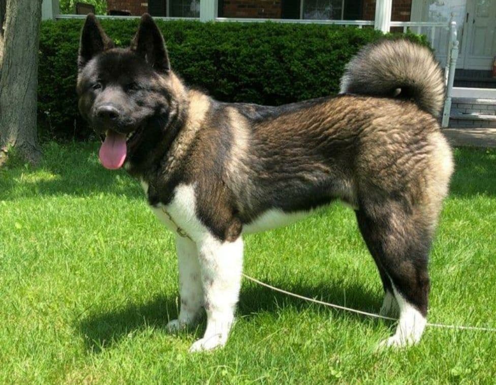 Akita Puppies born 5-10-26 read to go home now breeder image 8