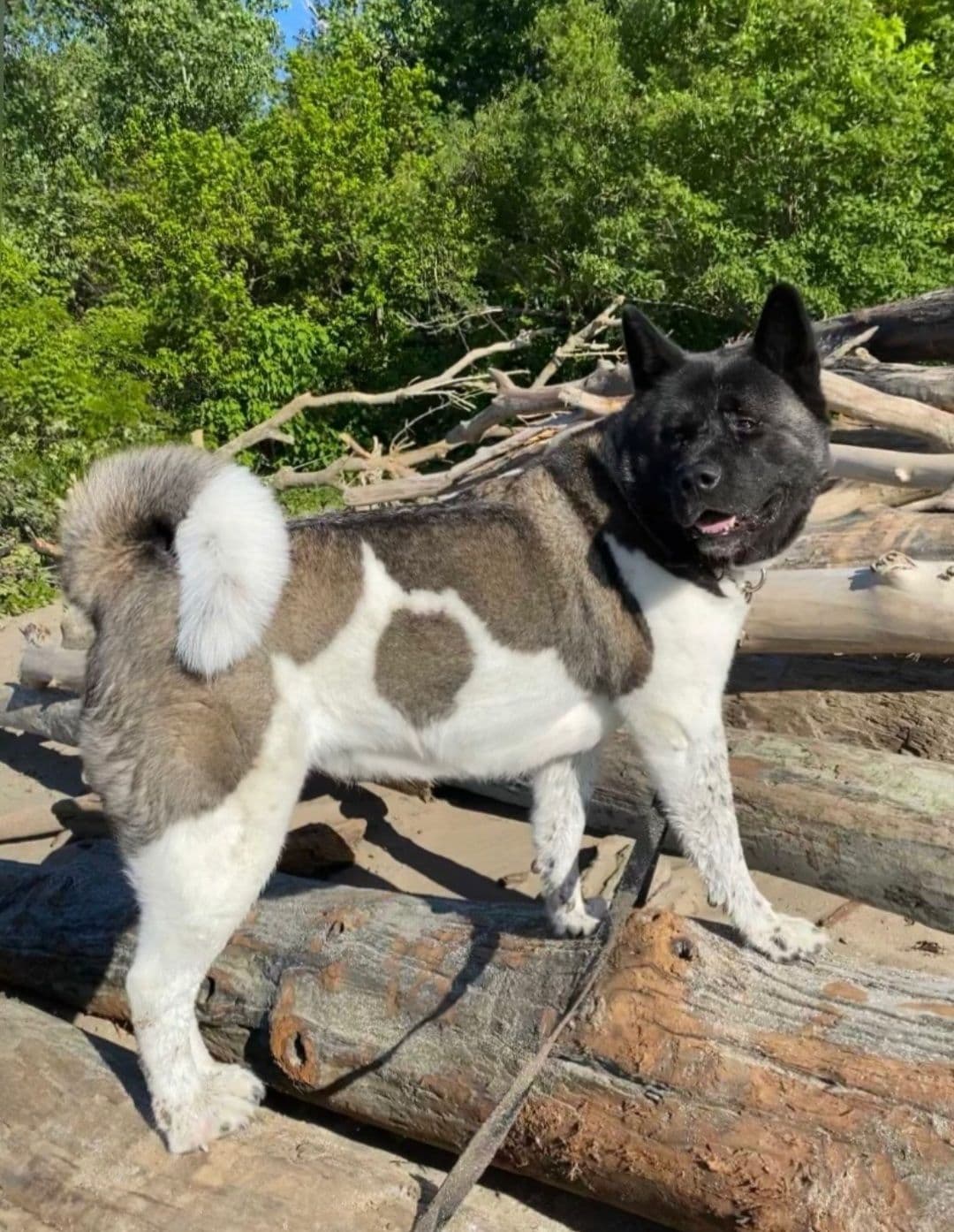 Akita Puppies born 5-10-26 read to go home now breeder image 9