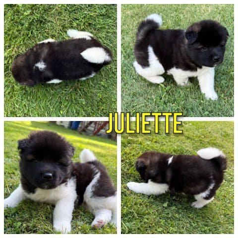 Akita Puppies born 5-10-26 read to go home now media 2