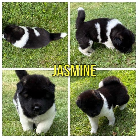 Akita Puppies born 5-10-26 read to go home now media 3
