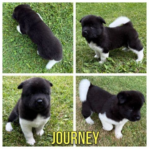 Akita Puppies born 5-10-26 read to go home now media 4