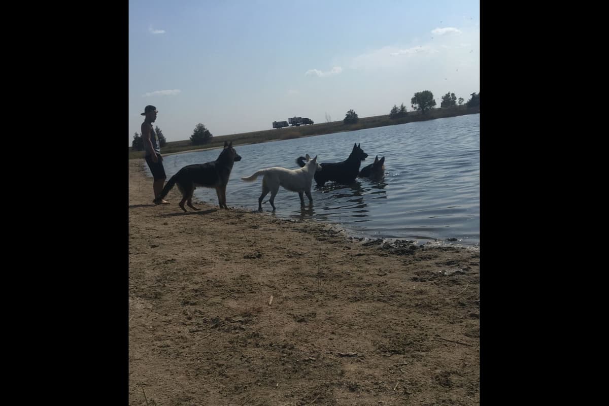 German Shepherd Dog Puppies breeder image 2