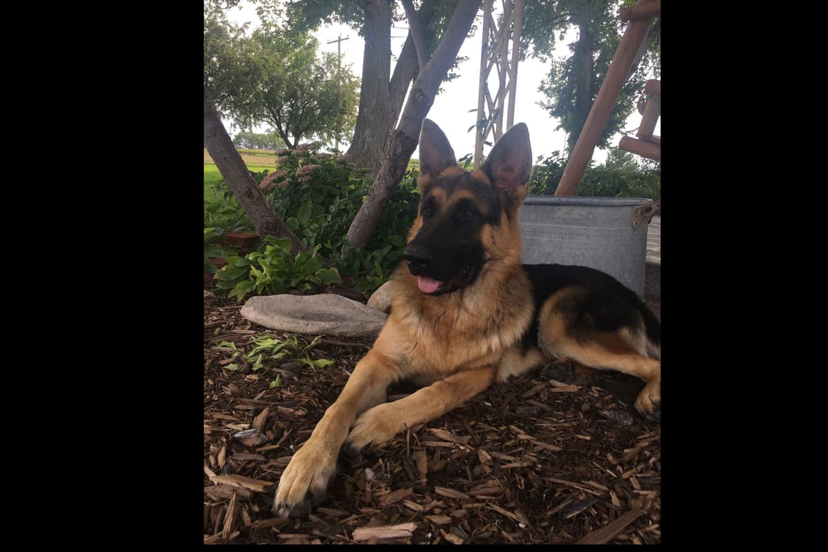 German Shepherd Dog Puppies breeder image 1