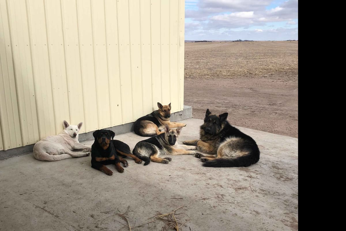 German Shepherd Dog Puppies breeder image 6