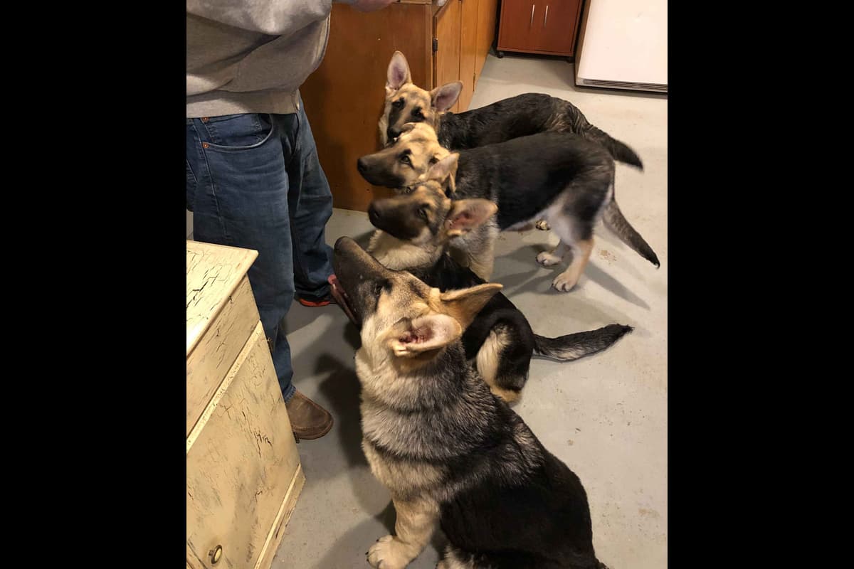 German Shepherd Dog Puppies breeder image 8