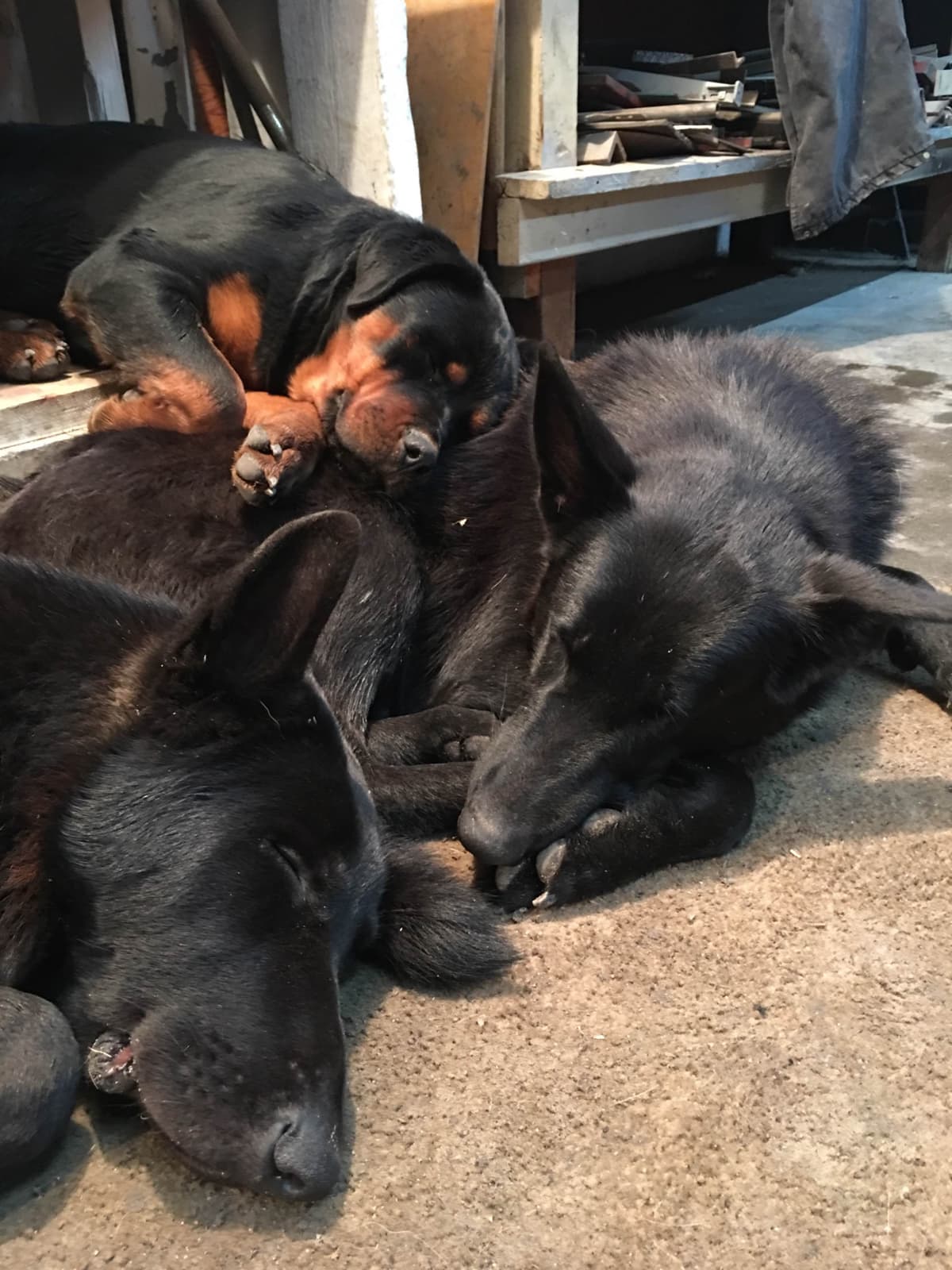 German Shepherd Dog Puppies breeder image 16