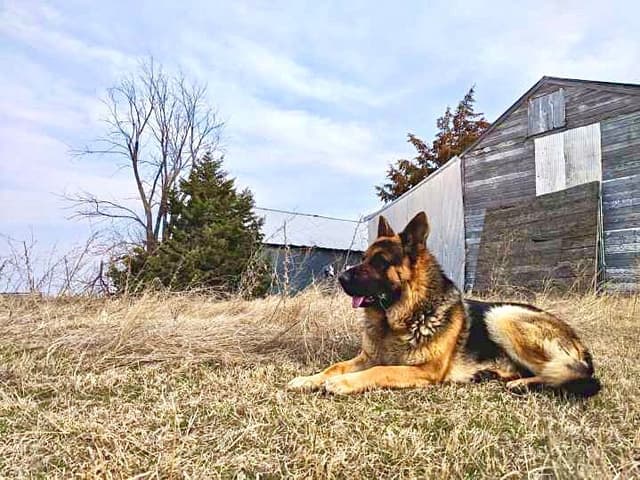 German Shepherd Dog Puppies media 2