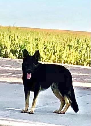 German Shepherd Dog Puppies media 3