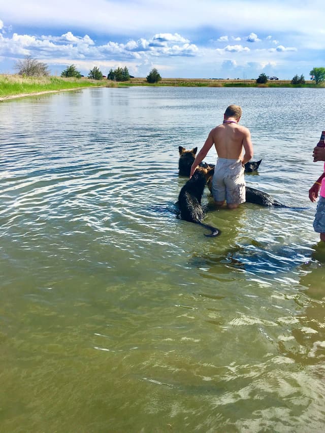 German Shepherd Dog Puppies media 4