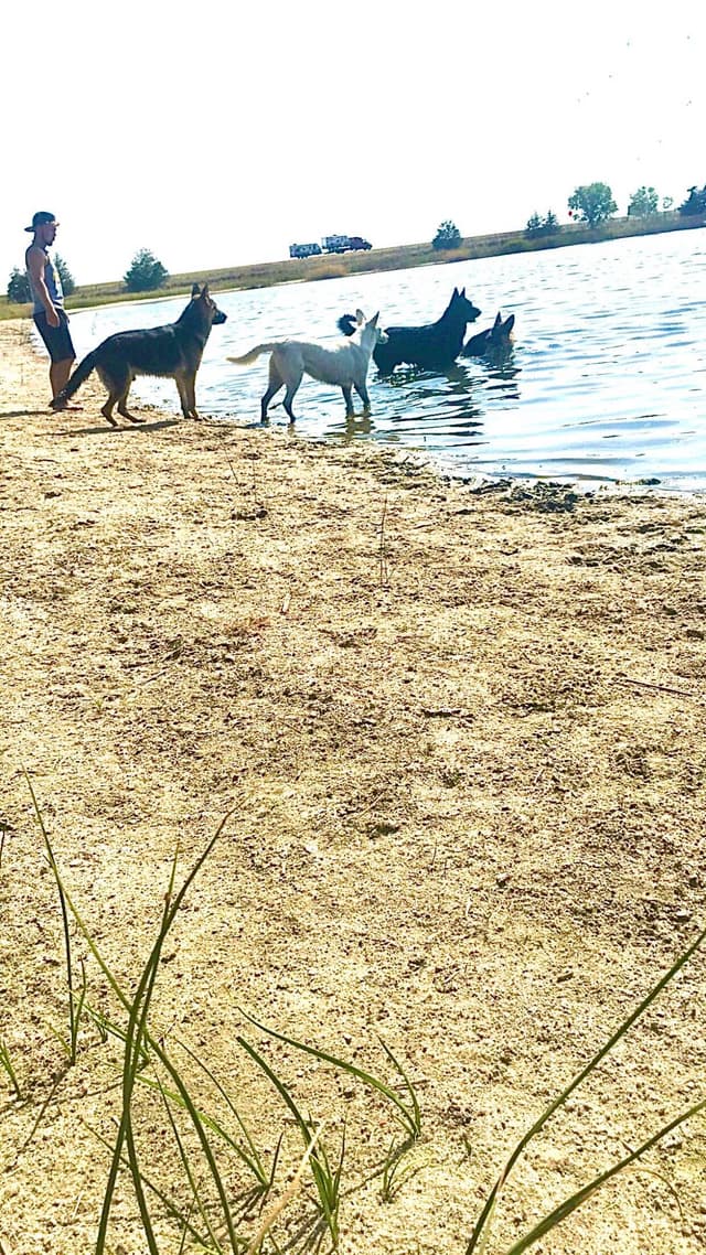 German Shepherd Dog Puppies media 5