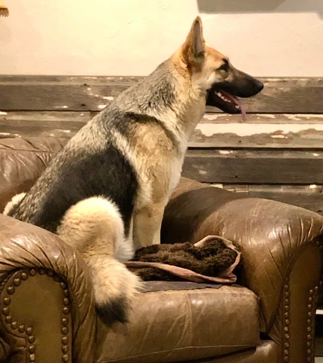 German Shepherd Dog Puppies media 6