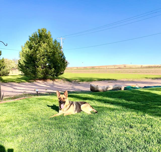 German Shepherd Dog Puppies media 7