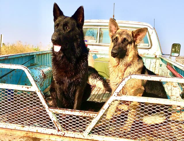 German Shepherd Dog Puppies media 8