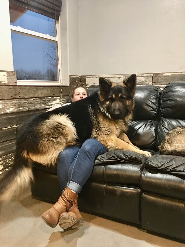 German Shepherd Dog Puppies media 9
