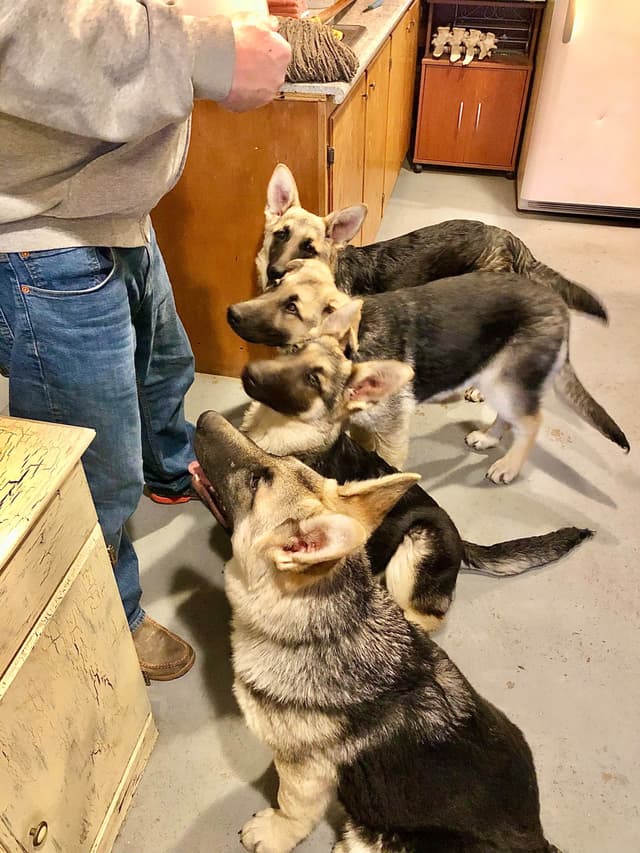German Shepherd Dog Puppies media 10