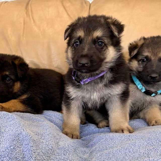 German Shepherd Dog Puppies media 12