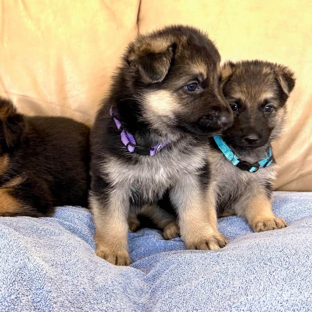 German Shepherd Dog Puppies media 13
