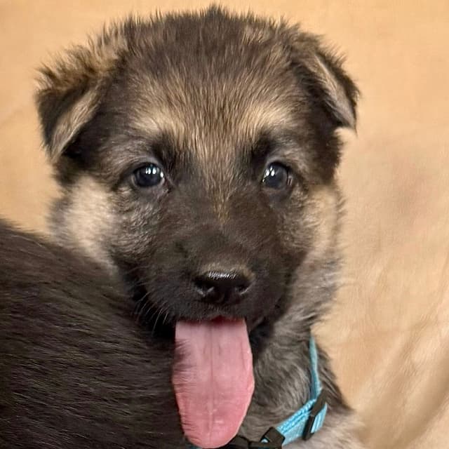 German Shepherd Dog Puppies media 14