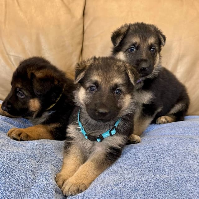 German Shepherd Dog Puppies media 15