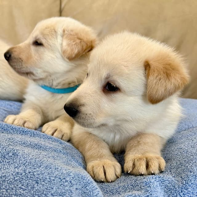 German Shepherd Dog Puppies media 16