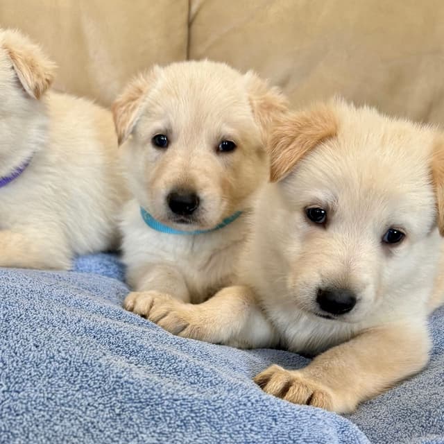 German Shepherd Dog Puppies media 17