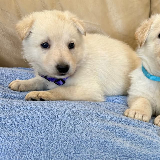 German Shepherd Dog Puppies media 20