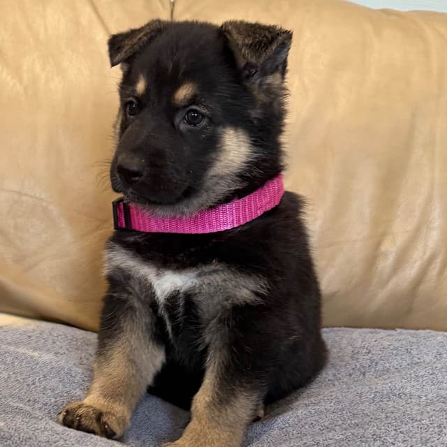 German Shepherd Dog Puppies media 2