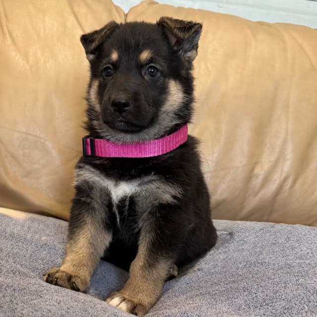 German Shepherd Dog Puppies media 3