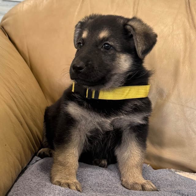 German Shepherd Dog Puppies media 5