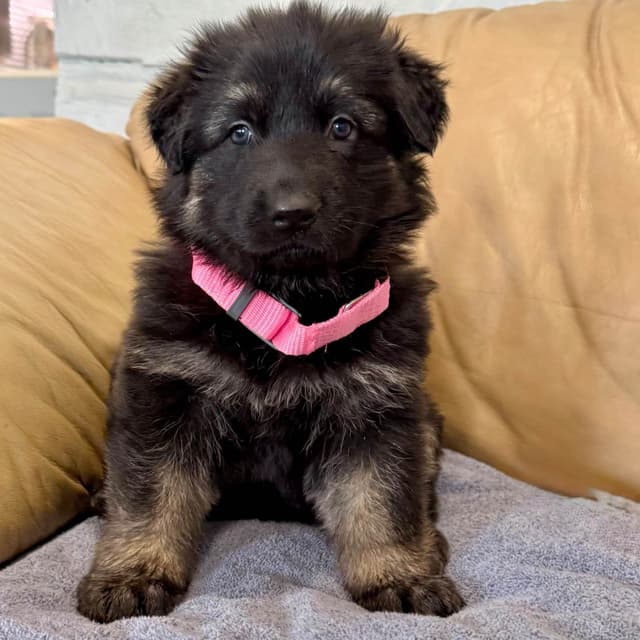 German Shepherd Dog Puppies media 6