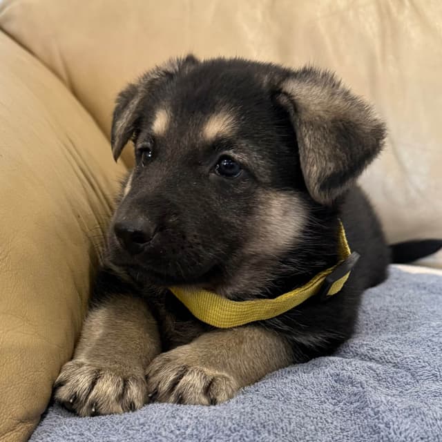 German Shepherd Dog Puppies media 7