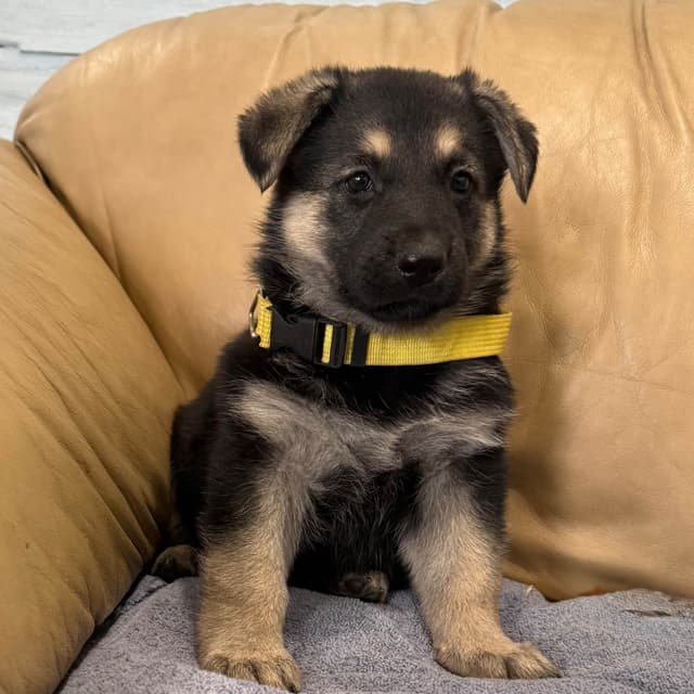 German Shepherd Dog Puppies media 8